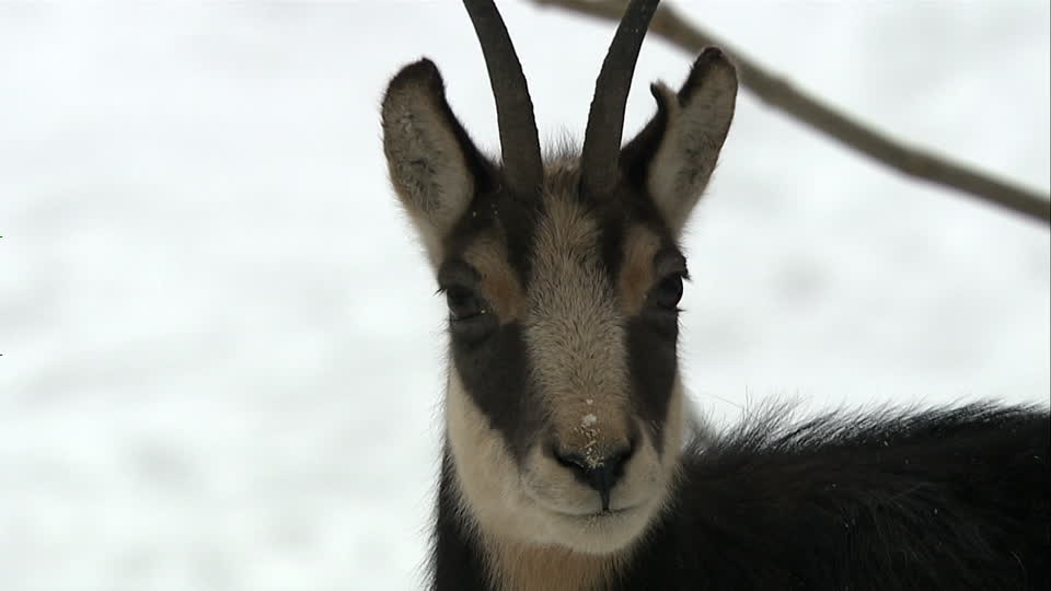 chamois ++