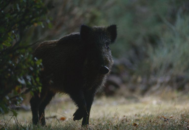 Wild boar