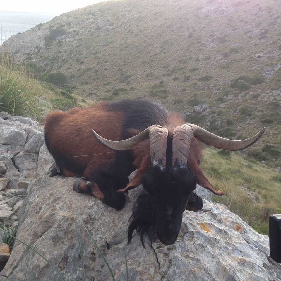 Balearen goat
