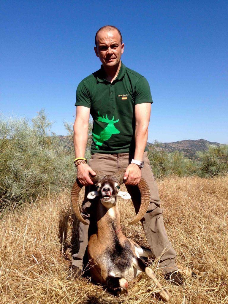 mouflon hunt in spain