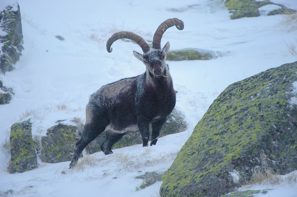 Gredos Spanish Ibex (Capra pyrenaica victoriae)
Sierra de Gredos
SPAIN