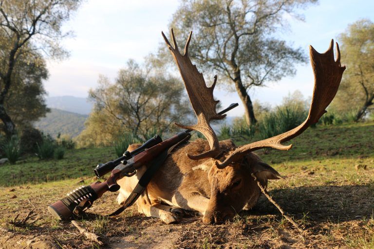 fallow deer