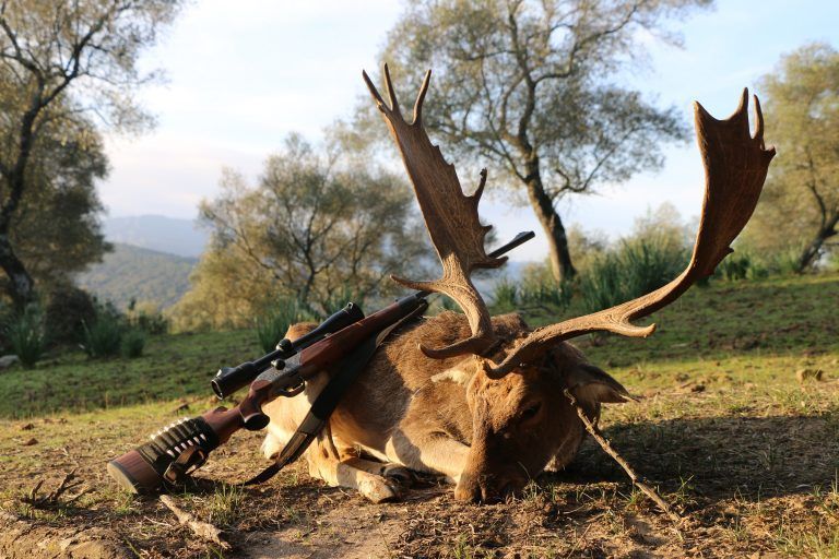 fallow deer