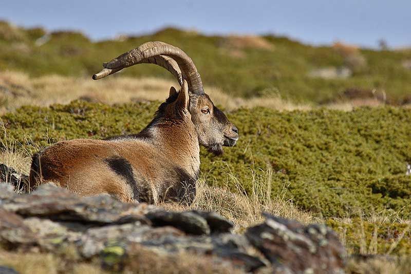 southeast ibex in field