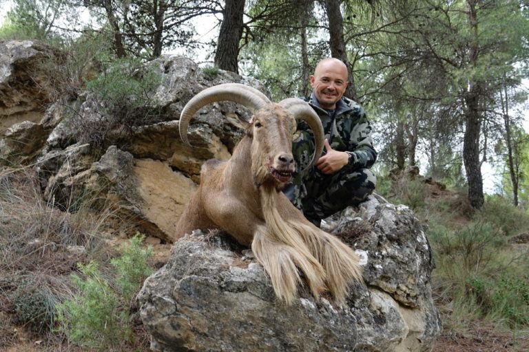 Barbary sheep - aoudad sheep