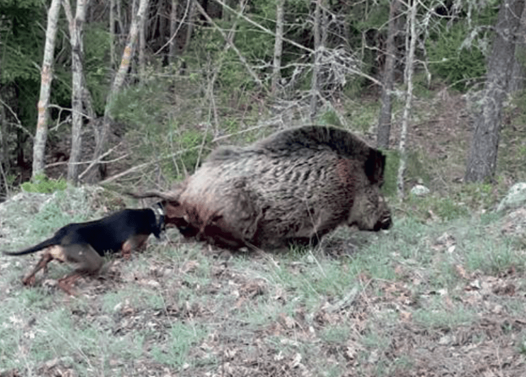Captura de pantalla 2020-04-11 a las 13.41.53